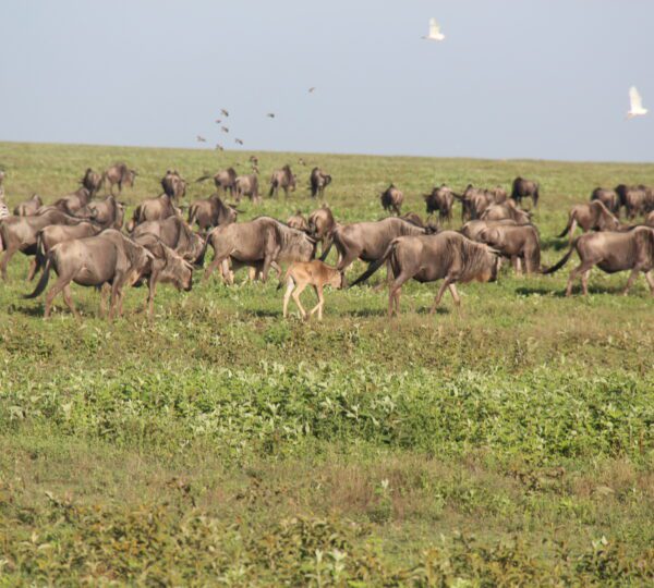 Wildebeest on the Move: Witness the Ndutu Migration with Their Newborn Calves