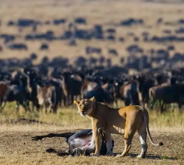 best-time-to-see-the-greet-migration
