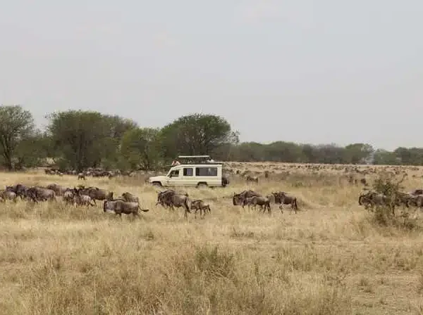 great-migration-herd