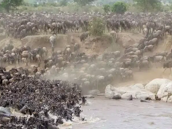 great-migration-northern-northern-serengeti