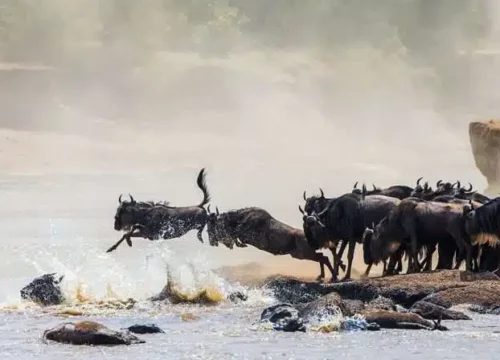 When is the best time to see the great migration?