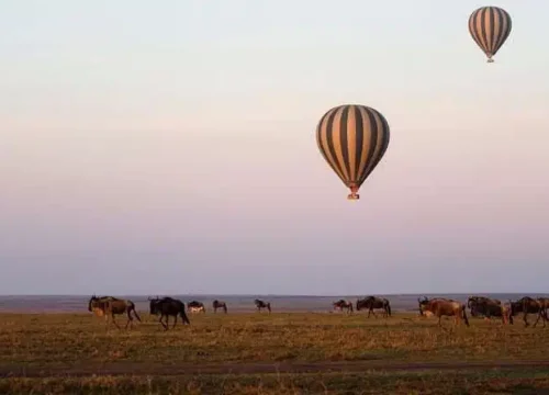 5-Day Fly-In and Drive Out Tanzania safari