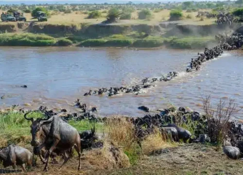 7 Days Serengeti Migration Safaris