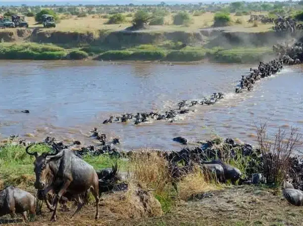 7-Day Serengeti Migration Safari, experience the thrilling wildebeest river crossings during the Great Migration across Tanzania's iconic plains in a once-in-a-lifetime adventure.