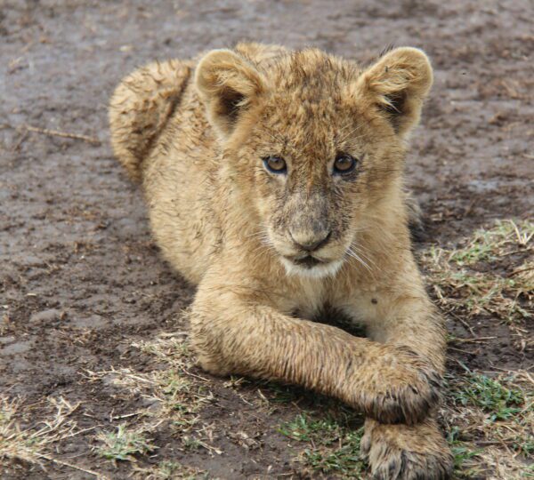 Lion cub