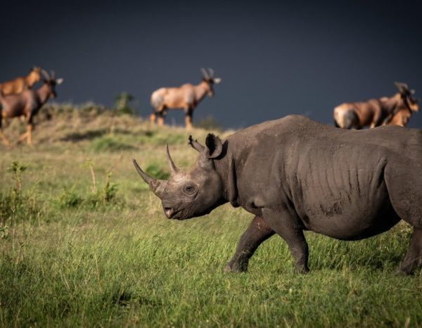 Rhino of Ngorongoro