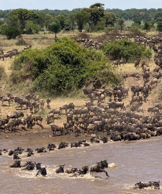 7-Day Serengeti Migration Safari