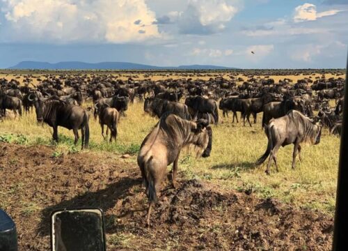 7-Day Serengeti Migration Safari