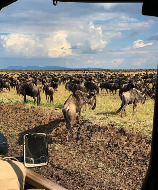 7-Day Serengeti Migration Safari