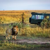 Self-Drive vs Guided Safari in Tanzania