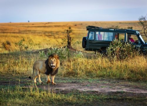 Self-Drive vs Guided Safari in Tanzania: Which Is Right for You?