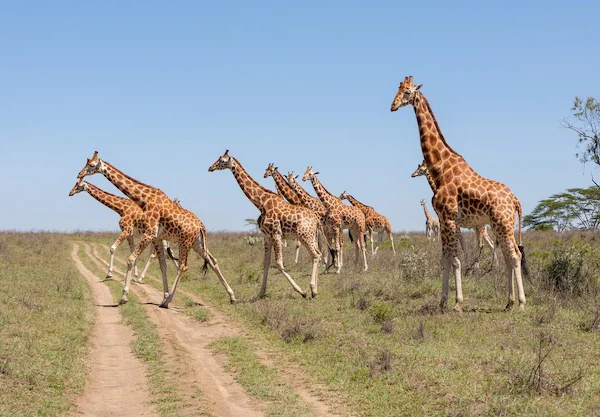 Serengeti