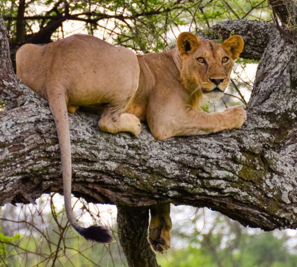 Lake Manyara