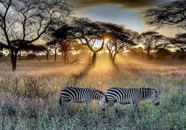 ield-covered-grass-trees-surrounded-by-zebras-sunlight-during-sunset