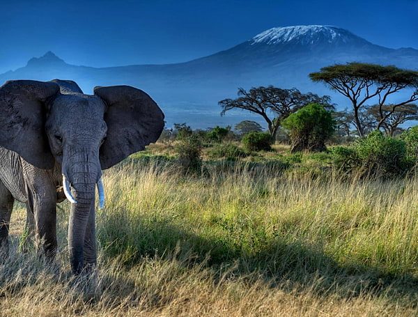 Amboseli elephant