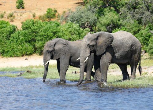 6 Days Northern Tanzania Wildlife Safari
