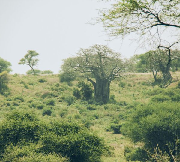 Tarangire