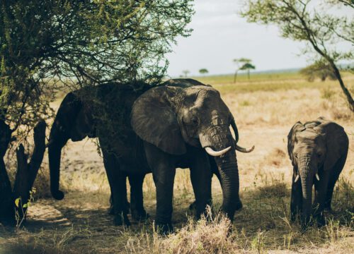 3-Day Fly-In & Out Serengeti and Ngorongoro Mid-Range Safari