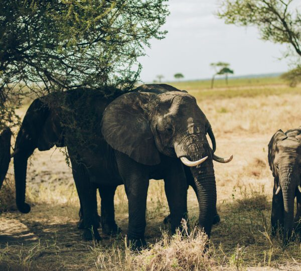 3-Day Serengeti and Ngorongoro Safari