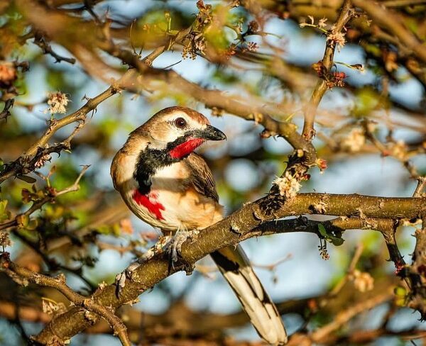 A beautiful, colorful bird on the tree