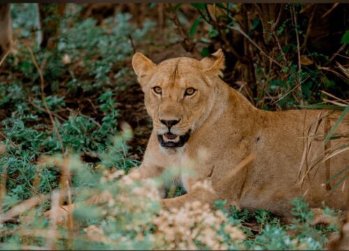 Lake Manyara Day Tour