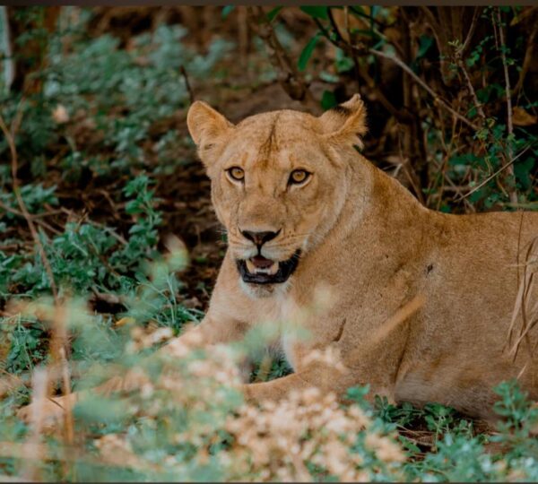 lion of Lake manyara