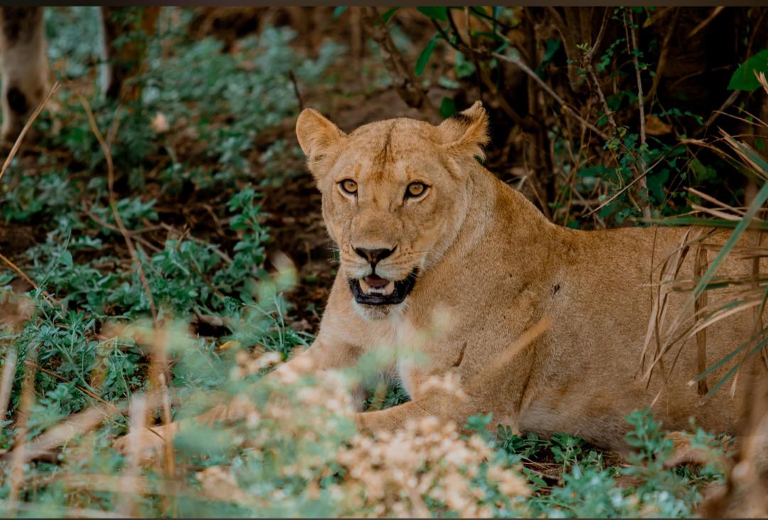 Lake Manyara Day Tour