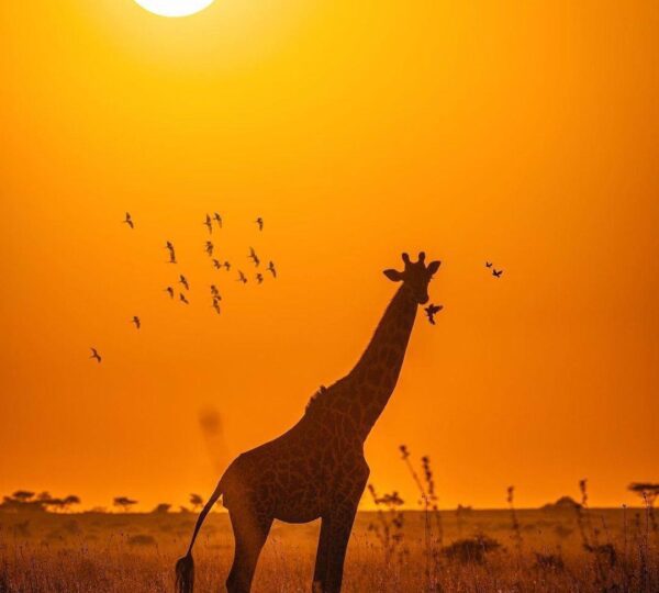 4-Day Tanzania Best Camping Safari capture the picture of the tallest animal on earth.