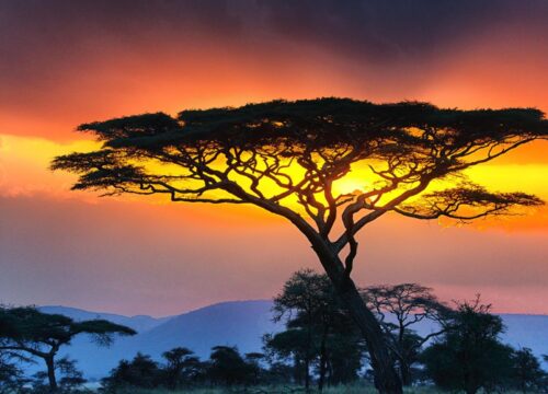 7 days Nairobi- Lake Nakuru (1N)- Masai Mara (2N)- Serengeti (2N)- Ngorongoro (1N)- Arusha