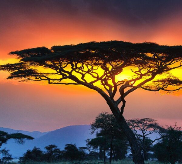 "Acacia tree