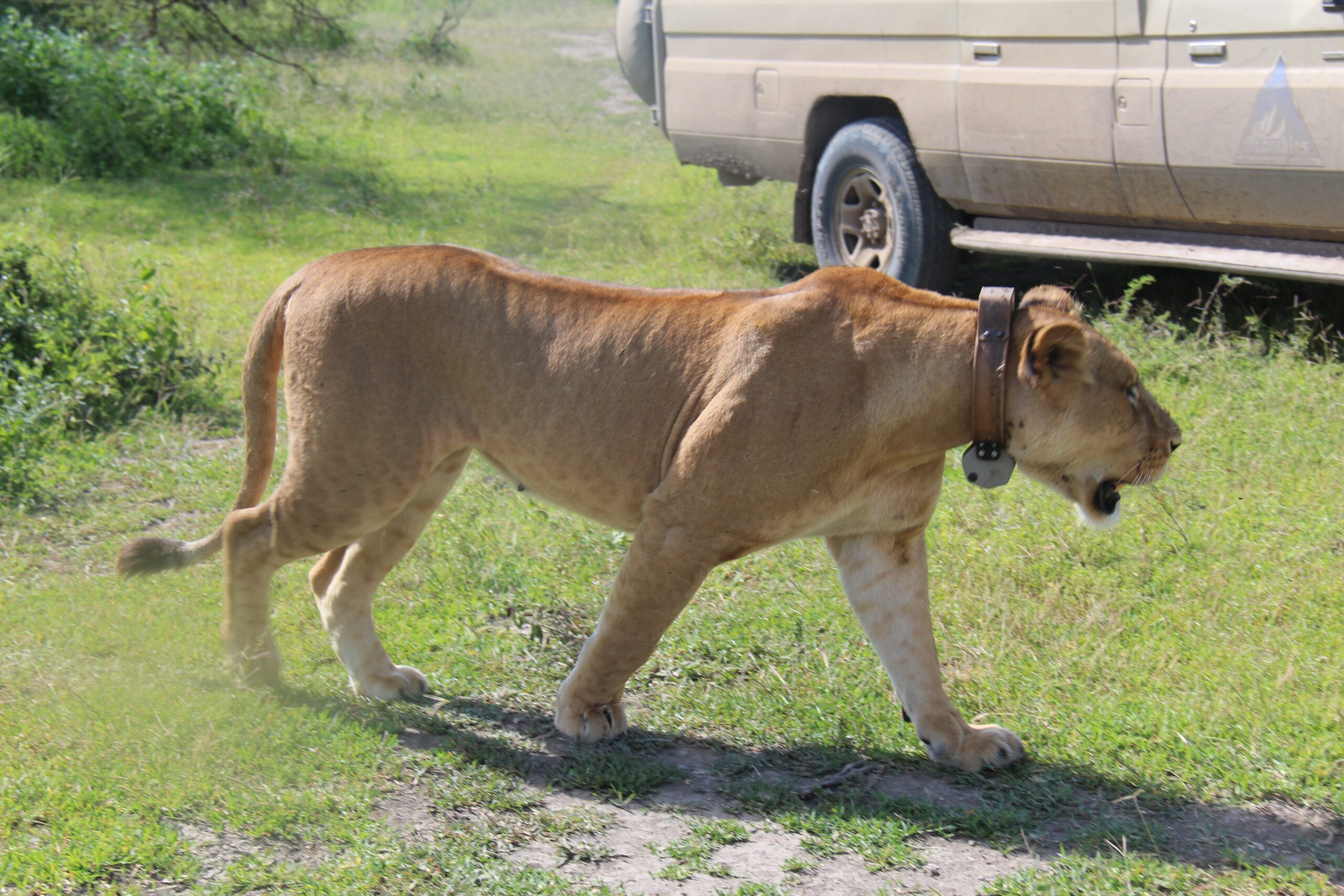 18-Day Kilimanjaro, Safari, and Zanzibar