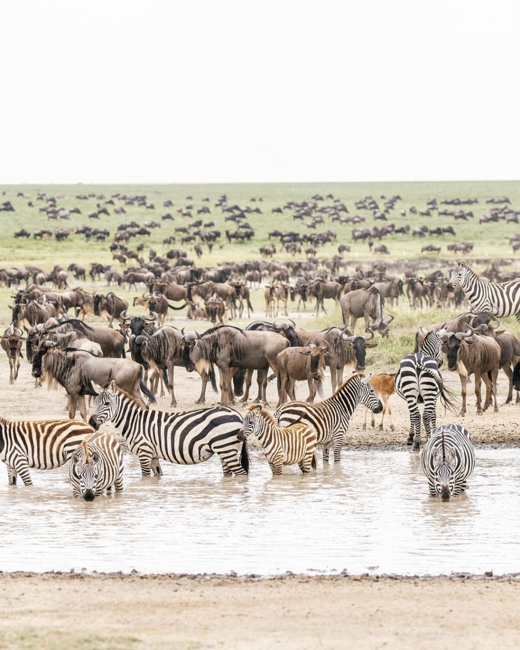 4-Day Fly-In and Out Serengeti Safari