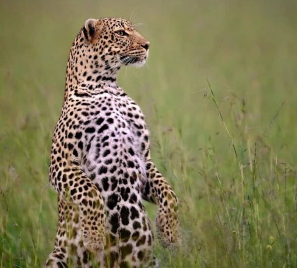 A leopard resting with its feet tucked under