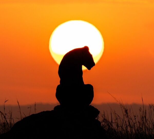 Lioness Serengeti Migration Camping Safari