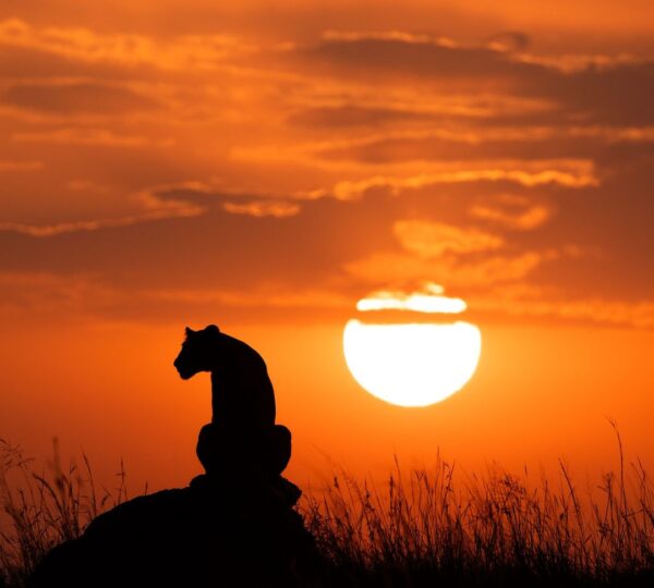 Lioness on top of a cliff with a beautiful sunset