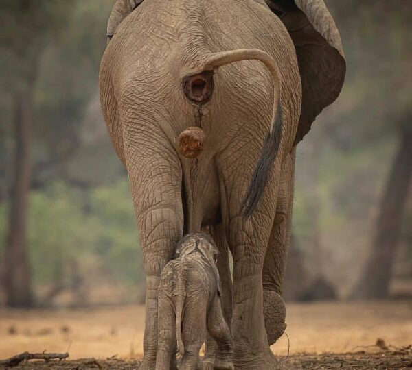 An elephant mother walking