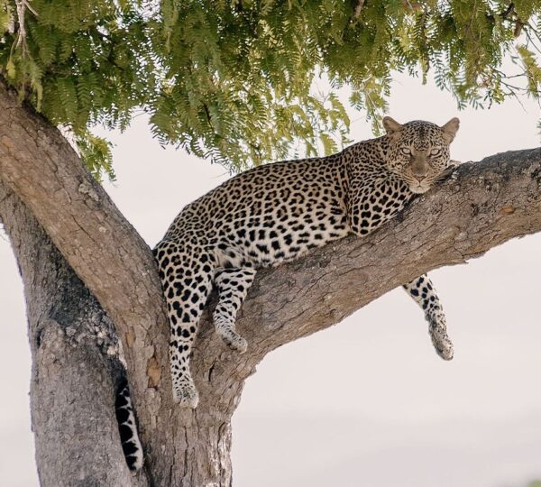 Leopard relaxing on the tree