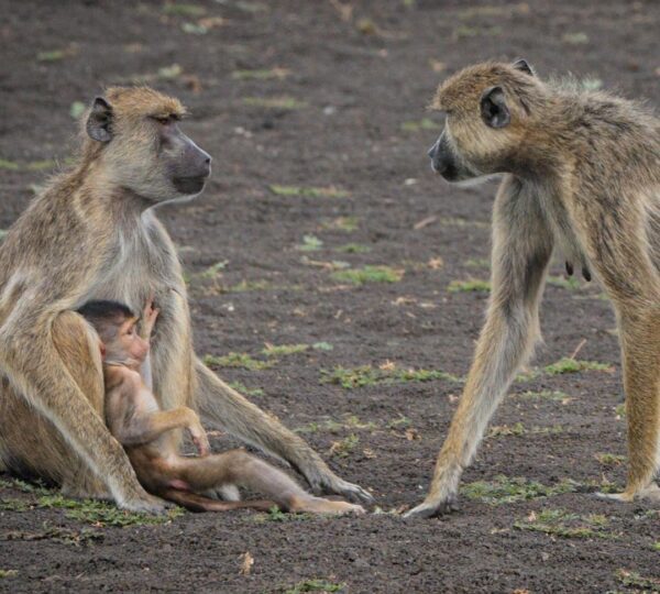 A monkey taking care of its bab