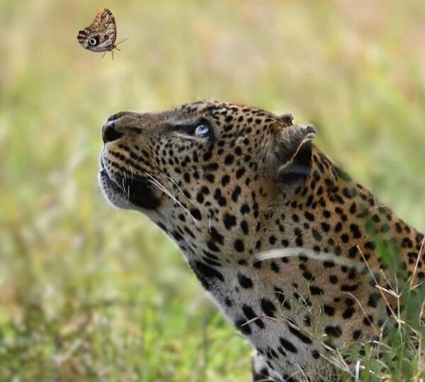 leopard of Serengeti and Ngorongoro Crater