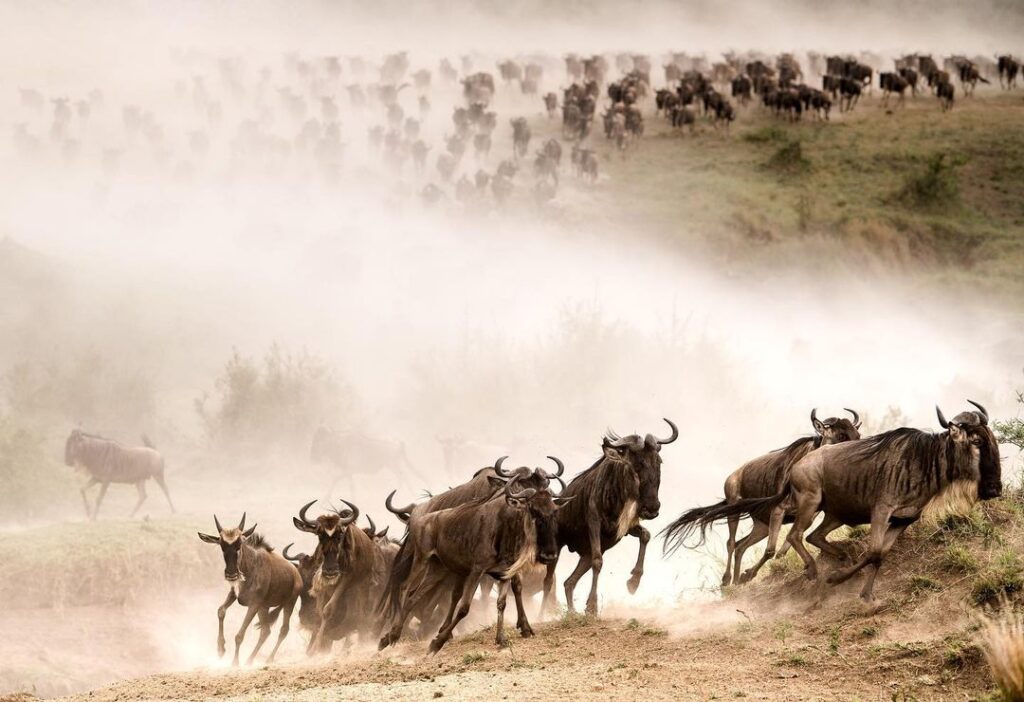 The wildebeest migration, often referred to as the Great Migration, is one of the most spectacular wildlife events in the world. It involves the annual movement of millions of wildebeest, along with zebras and gazelles, across the Serengeti-Mara ecosystem in Tanzania and Kenya.