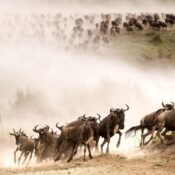 Great Migration Safari