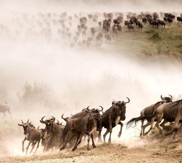 6-Day Ndutu Migration Calving Safari (Dec-March)