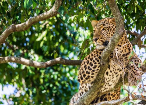 4-Day Fly-In & Out Serengeti Luxury Safari