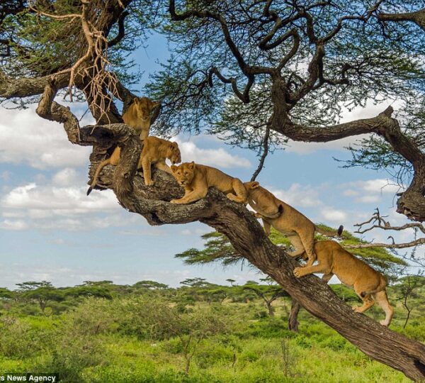 tree climbing lion of lake manyara