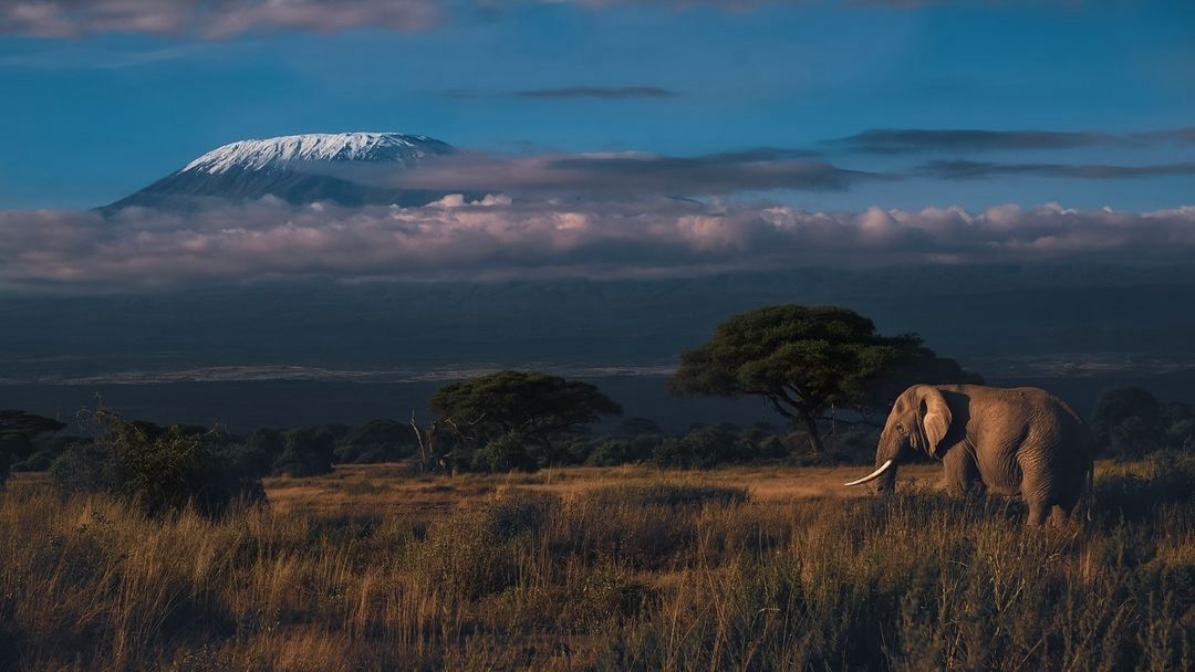 7-Day Cross-Border Safari: Kenya & Tanzania