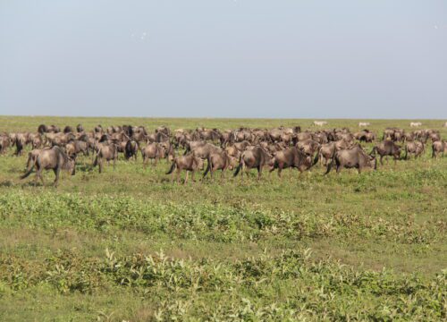 3 Day Ndutu Migration Safari