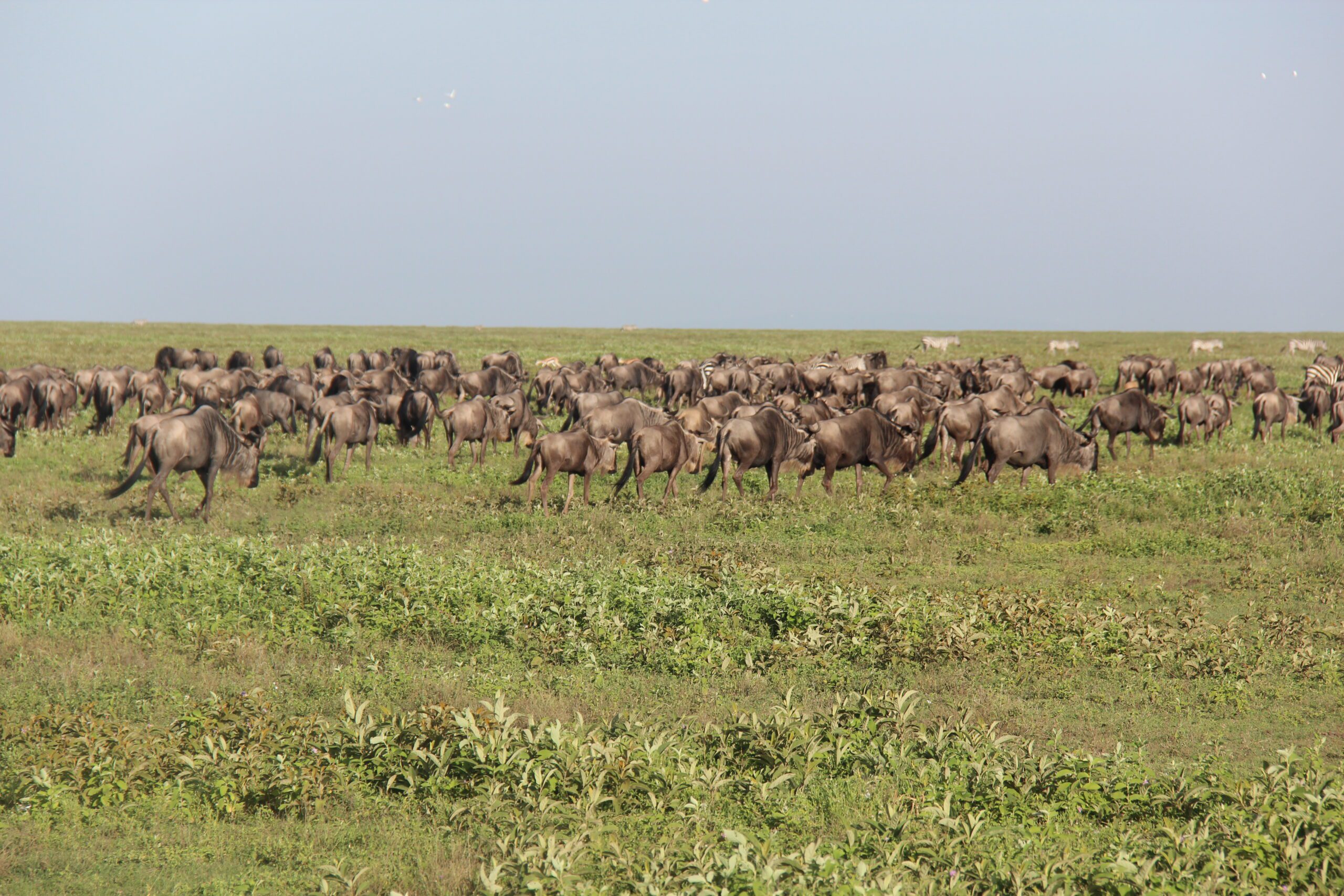 Wildebeests and their calves in the Ndutu area during migration