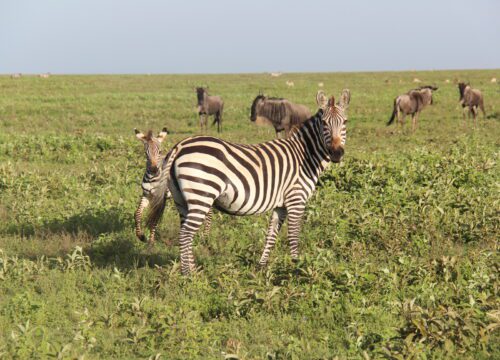 4-Day Calving Migration Safari in Ndutu luxury