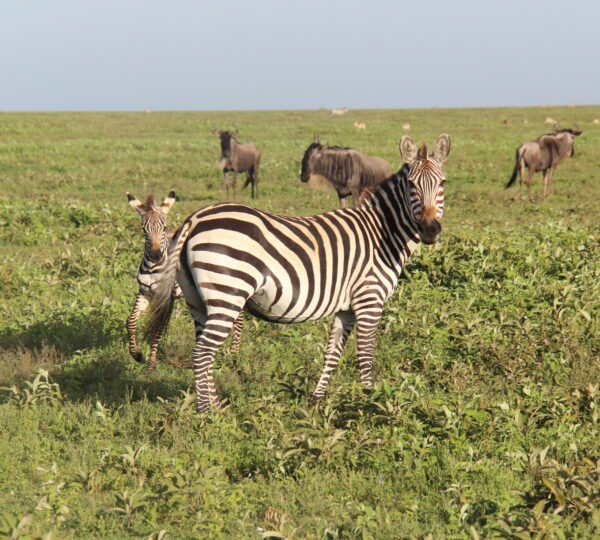 4-Day Calving Migration Safari in Ndutu luxury