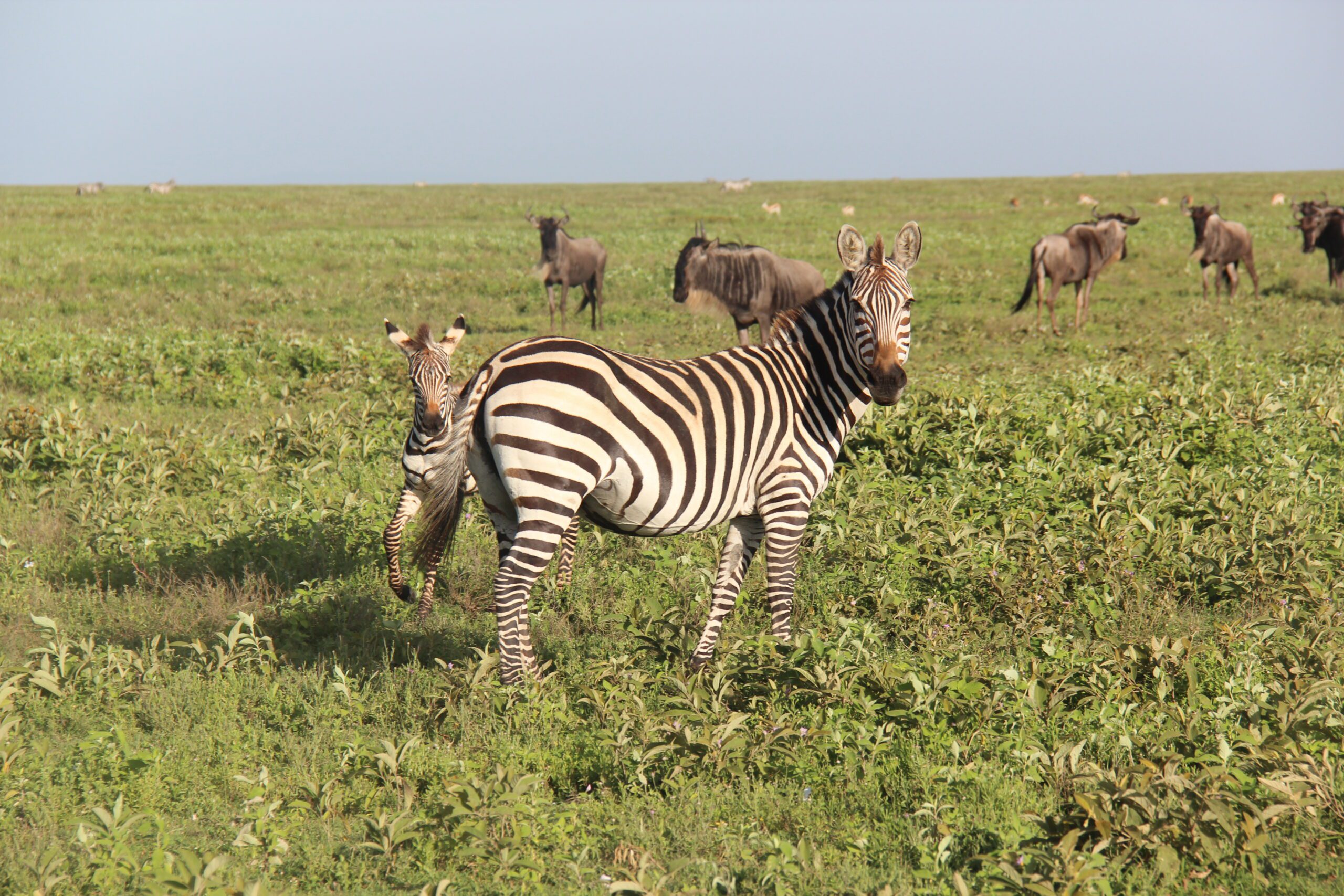 4-Day Calving Migration Safari in Ndutu luxury